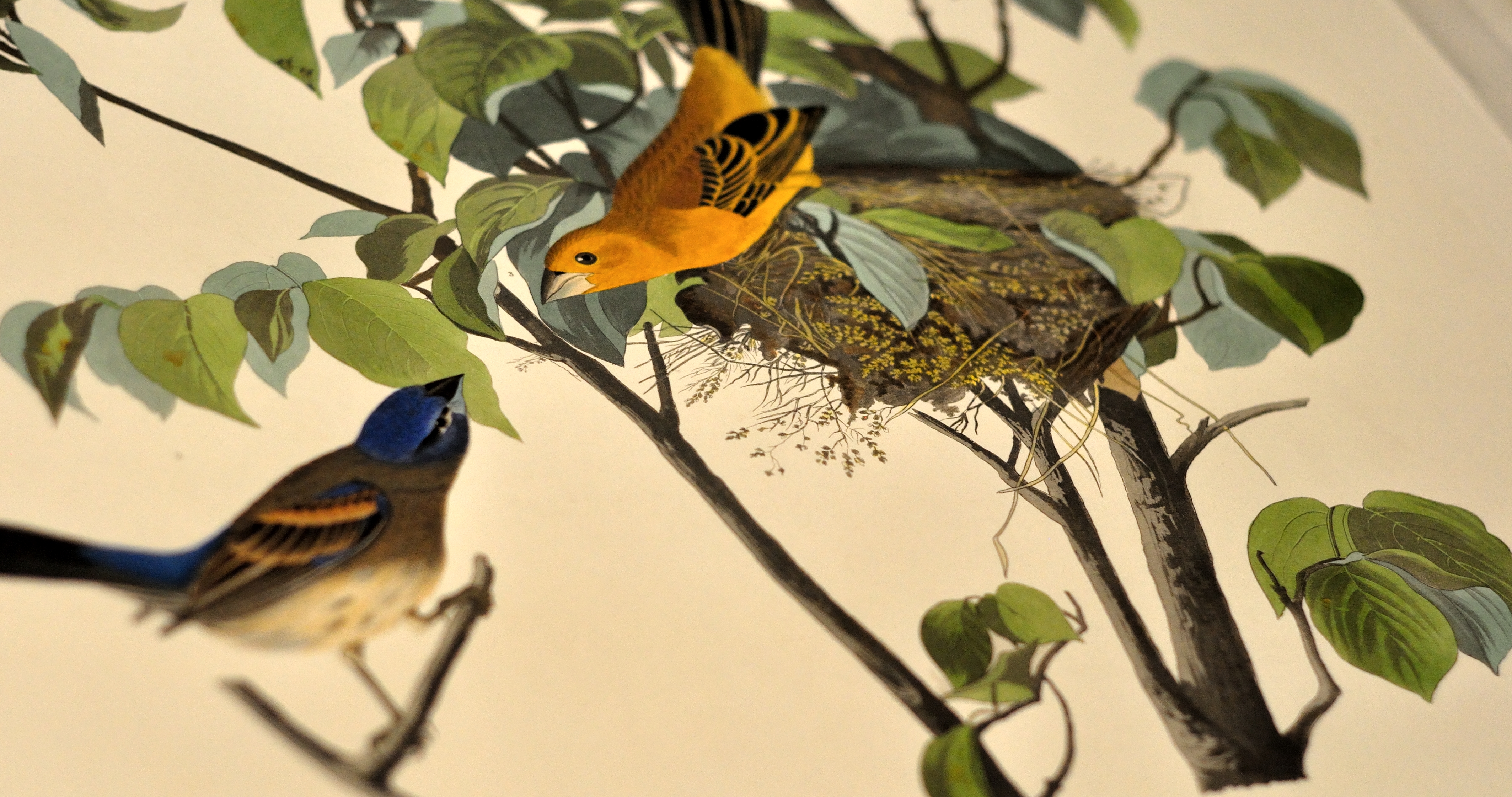 Hands Behind the Masterpiece: Audubon's “Birds of America