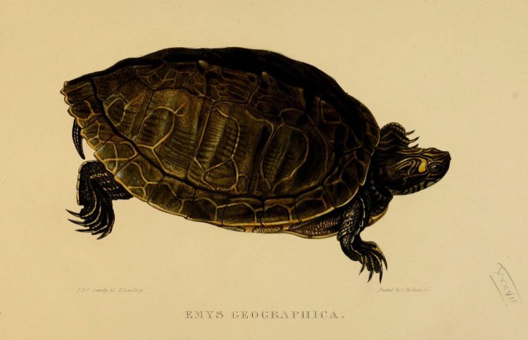 Tortoises, terrapins, and turtles London, Paris, and Frankfort :H. Sotheran, J. Baer & co.,1872. http://www.biodiversitylibrary.org/item/21827