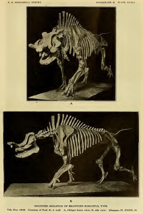 brontops-robustus-skeleton