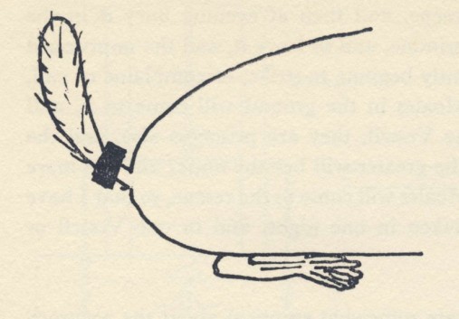 mole-tail